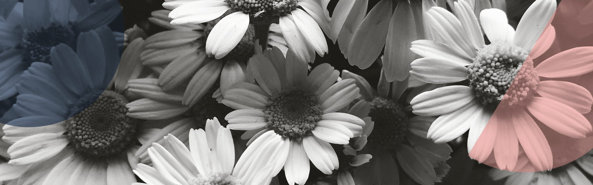 Camomile